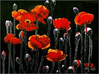 The Red Poppy